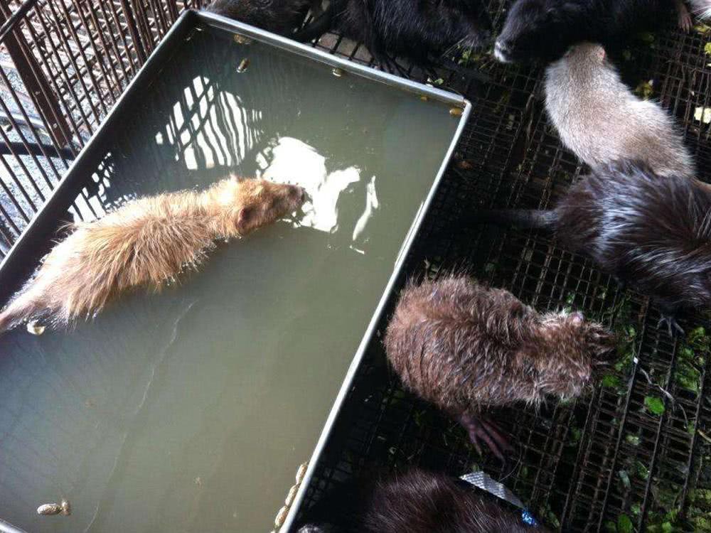 广西海狸鼠现代化养殖基地，探索生态价值与发展之路