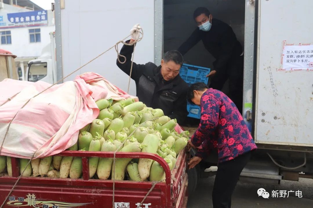 新野蔬菜实时价格概览