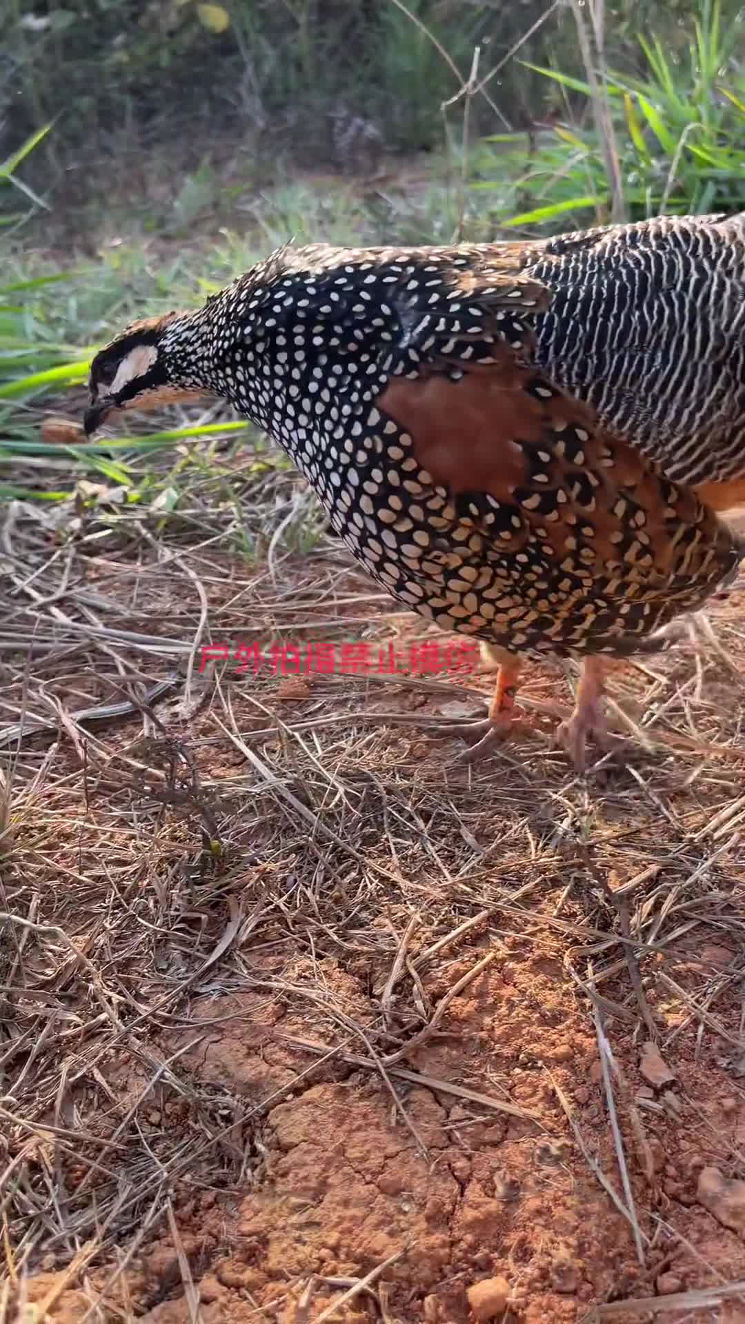 鹧鸪魅力揭秘，最新视频引领潮流探索